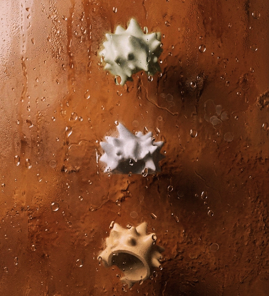 Gecko nest-Nova