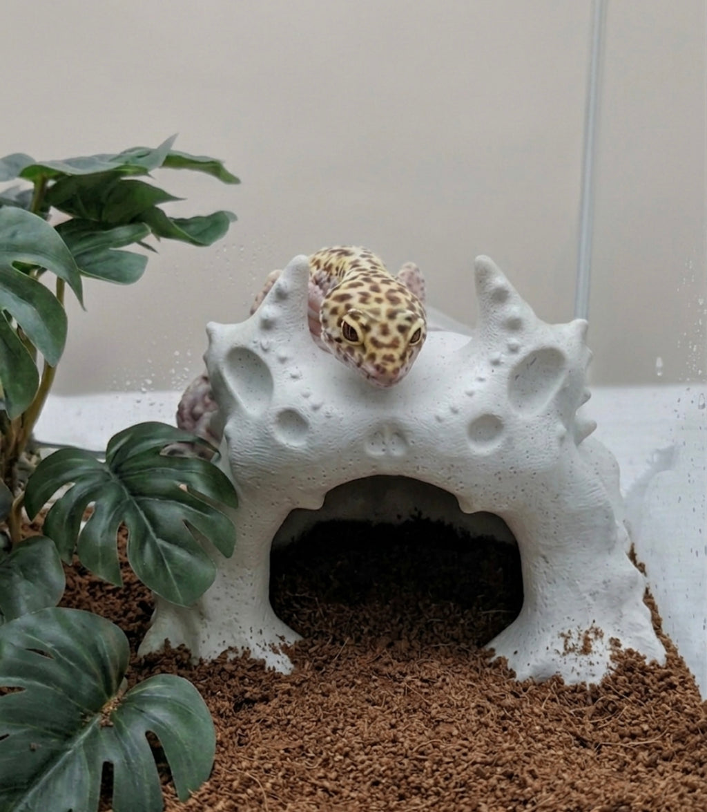 Gecko Nest-BIO POD