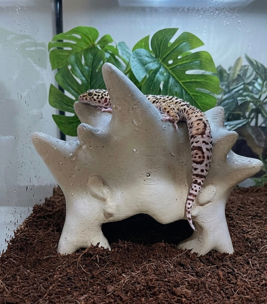 Gecko nest-Nova